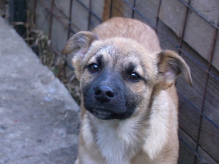 Puppy in shelterの写真素材