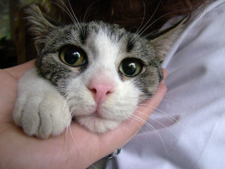 Cute kitten saved from the streetsの写真素材