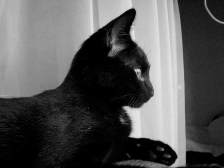 Black cat profileの写真素材