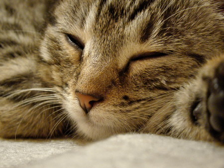 Sleeping baby catの写真素材