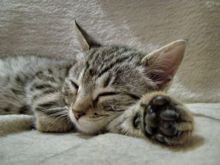 Sleeping baby catの写真素材
