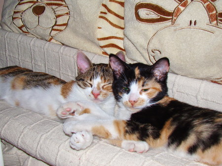 Sleeping sistersの写真素材