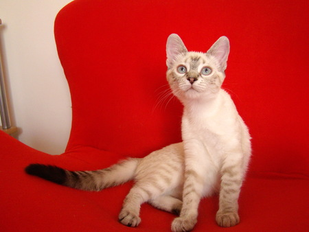 Ziva posingの写真素材