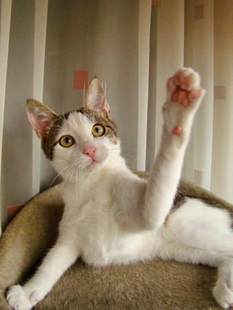 Playing catの写真素材