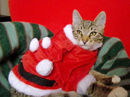 FIZZ waiting for Santa                               の写真素材