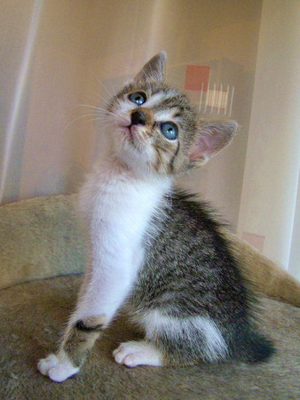 Kitten posing for adoptionの写真素材