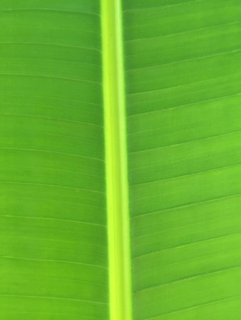 Banana leafの素材