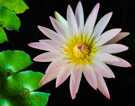 Lotus beautifulの素材