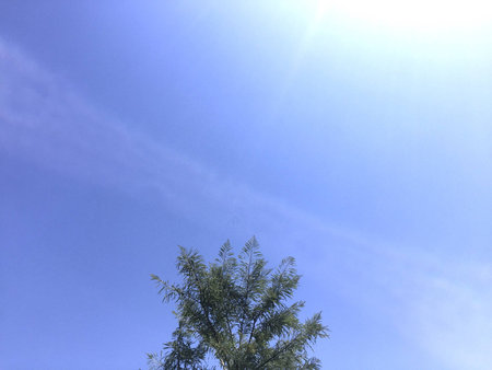 Sky blue sunny sun treeの素材