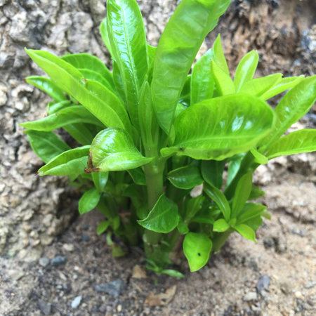 Leaf green natureの素材