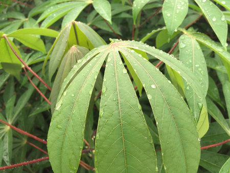 Green leaf With bewの素材