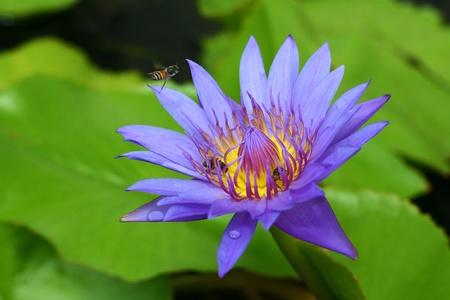 flower,lotusの写真素材