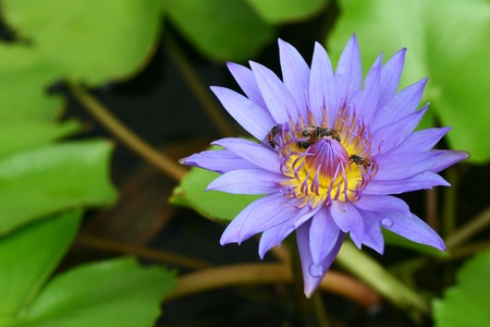 flower,lotusの写真素材