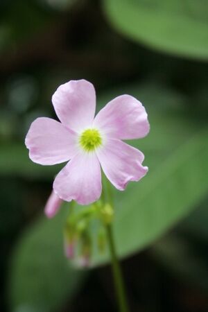 flowerの写真素材