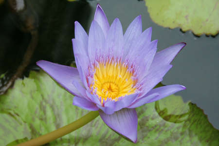 flower,lotusの写真素材