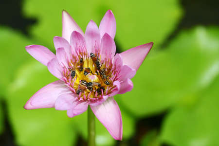 flower,lotusの写真素材