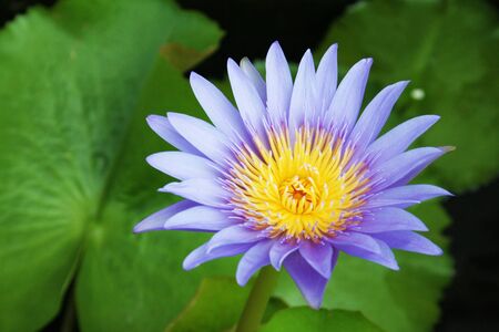 flower,lotusの写真素材