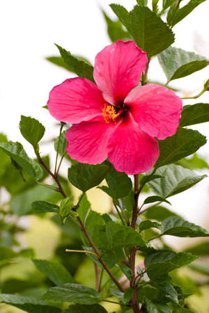 flowerの写真素材