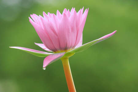 flower , lotusの写真素材