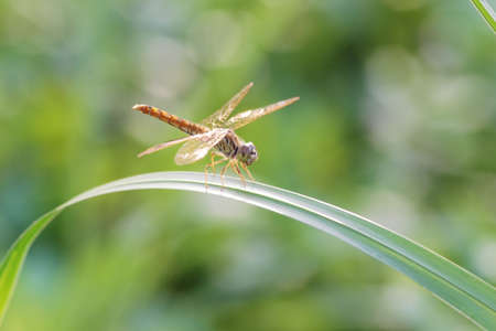 dragonflyの写真素材