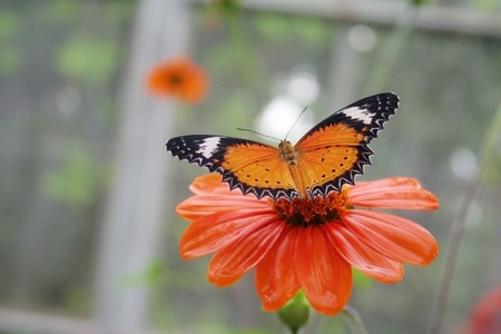 butterflyの写真素材