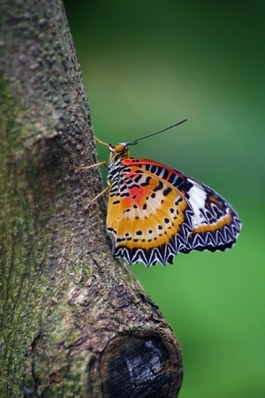 butterflyの写真素材