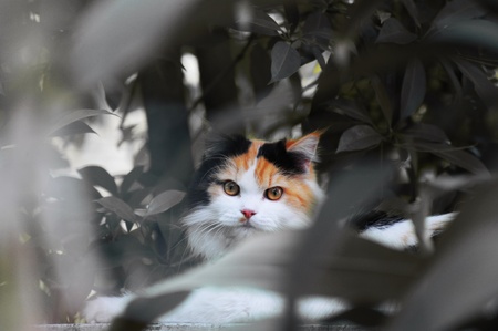 catの写真素材