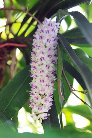 flower , orchidの写真素材