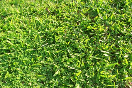 grass at sunlightの写真素材