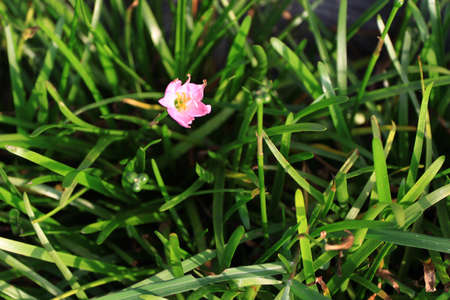 flower on grassの写真素材