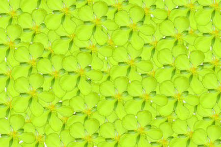green flowerの写真素材