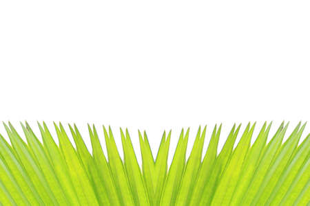 green leaf on white backgroundの写真素材