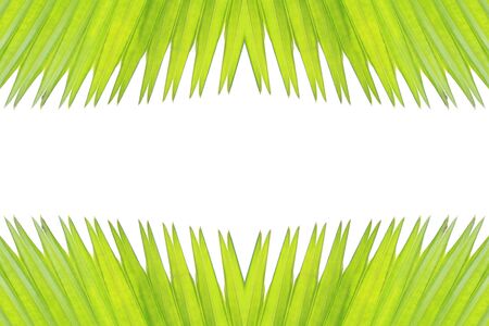 green leaf on white backgroundの写真素材