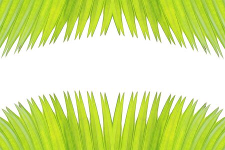 green leaf on white background の写真素材