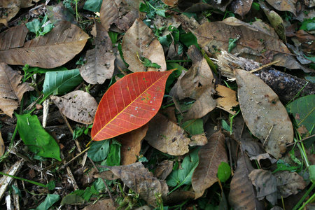red leaf on old leaf