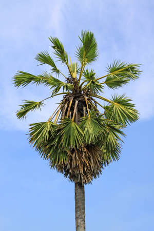 palm treeの写真素材