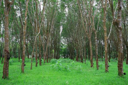Forestの写真素材