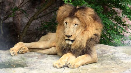 Lionの写真素材