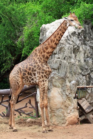 Giraffeの写真素材