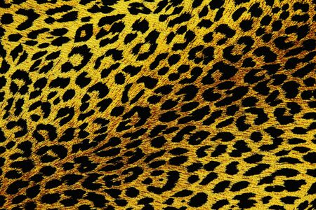 Tiger Patternの写真素材