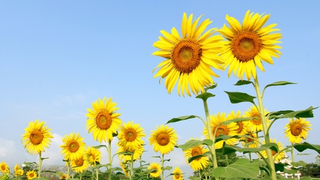 Sunflower fieldの写真素材