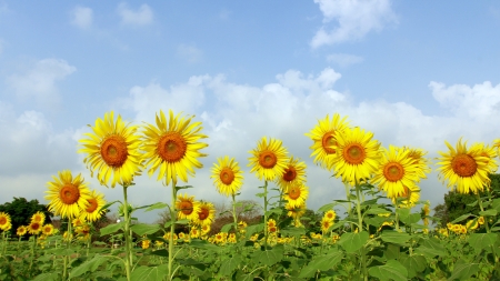Sunflower fieldの写真素材