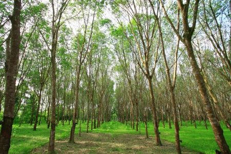 Forestの写真素材