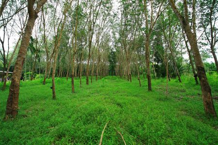 Forestの写真素材