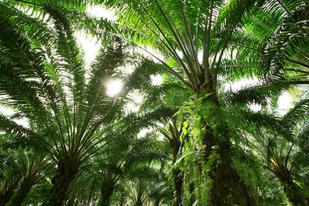 Palm Forestの写真素材