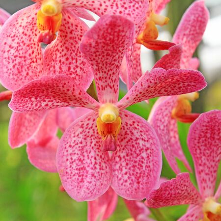 Orchid , pink mokara orchidの写真素材