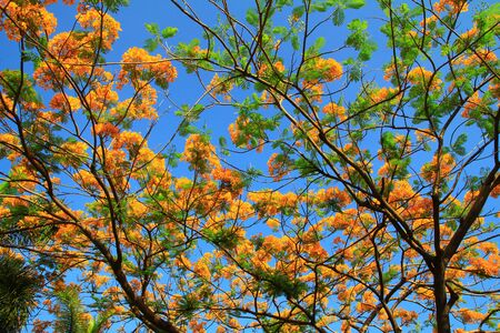 Tree in springの写真素材