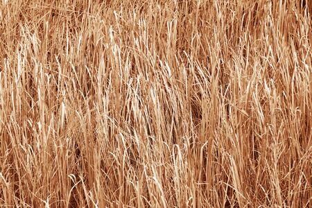 Grass brown backgroundの写真素材