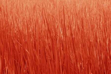 Red grass backgroundの写真素材