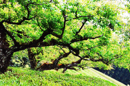 plum tree